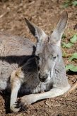 kangaroo-3690650__340